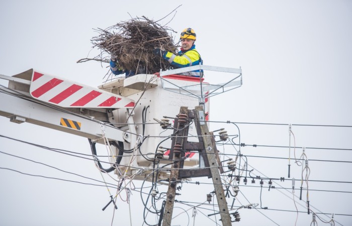 zdjęcie energetyków naprawiających gniazdo bocianie