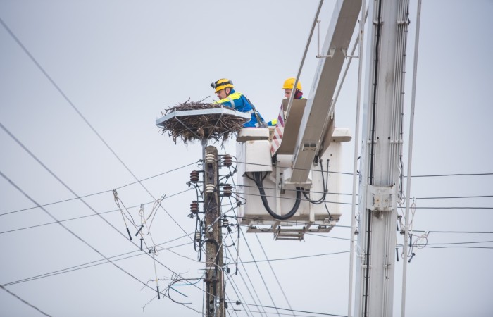 zdjęcie energetyków naprawiających gniazdo bocianie